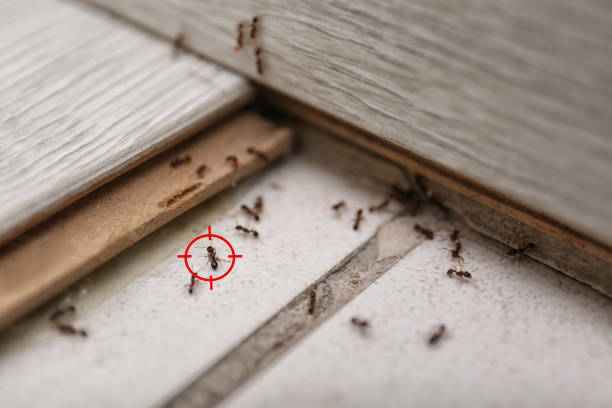 Best Residential Pest Control  in Divernon, IL