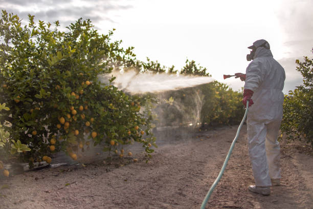 Best Ant Control Services  in Divernon, IL