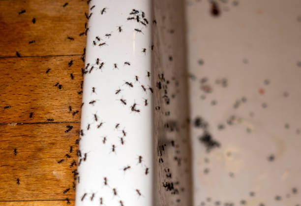 Best Spider Control Near Me  in Divernon, IL