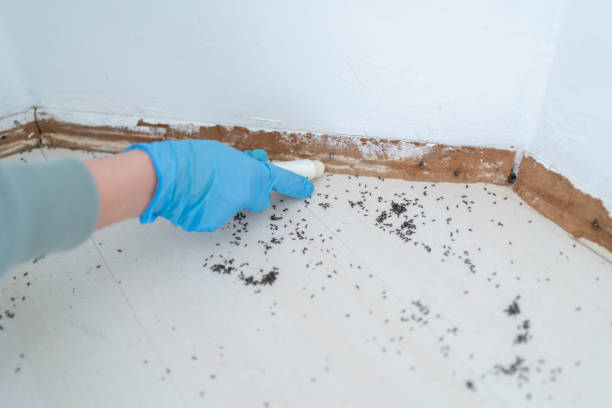 Best Exterminator Services  in Divernon, IL